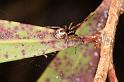 Anelosimus_ZZ055_D5287_Z_90_Milaa Milaa_Australie